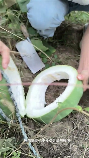 There are still a few winter melons to guard. # humorous and funny