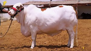 2.2K views · 311 reactions | *FINE PREMIUM COLLECTION* DILON MEIN BAS GAYEE HAI TERI BEAUTY AB TO SAB KI BATEIN LAGTI HAIN JHOOTI ISKO DEKH KE SAARI DUNIYA HUMSE HAI ROOTHI TUJH MEIN KUCH KHAAS HAI TABHI TOO HAI HAMARI SWEETY PRESENTING THE BEAUTY OF 2020 ❤️ ❤️SWEETY❤️❤️ MAA SHA ALLAH MAA SHA ALLAH MAA SHA ALLAH... ONE & ONLY FINE CATTLE FARM | Karachi Cow Mandi Services | Facebook