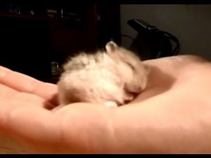 My Baby Hamster Snoring CUTE