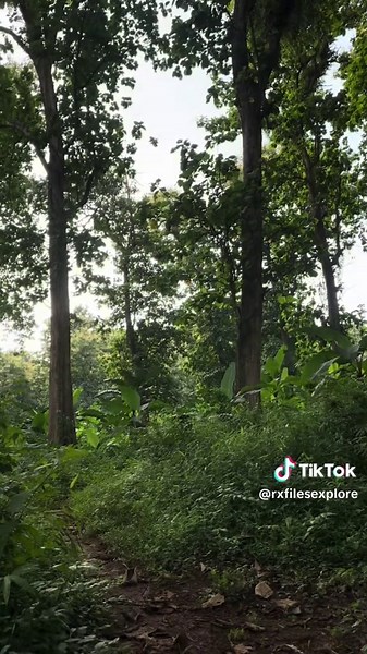 Alas Roban: Misteri Horor Malam Hari di Jawa Tengah