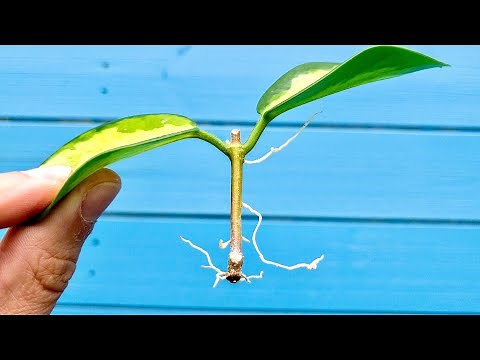 Propagating a Hoya Like This Works Every Time!