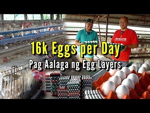 16k Eggs per Day - Pag Aalaga ng Egg Layers