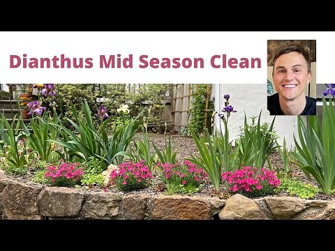 Perennial DIANTHUS Mid-Season Care for More Flowers
