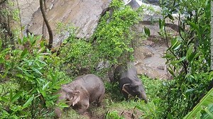 11 elephants die after falling down 500-foot waterfall