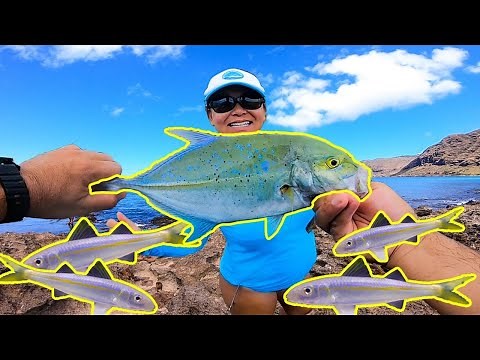 Best Live Bait for Shore Fishing in Hawaii | Whipping Fishing in Hawaii | Hawaii Fishing | Oama Bait