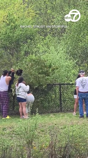 DO NOT DO THIS! Video shows a group pulling a black bear cub out of a tree in Asheville, North Carolina. A biologist found only one cub at the scene, which is currently at a rehab facility and will be released back into the wild. She added that it was "irresponsible and potentially deadly" for the animal to be separated from its mom. https://abc7ne.ws/2Lu50ZT | ABC7 News