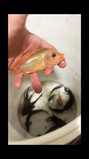 Fat lip Midas red devil 😈 growing good