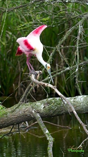 Roseate Spoonbill Takes Off in a Stunning Burst of Pink Wings! #birds #nature #wildlife