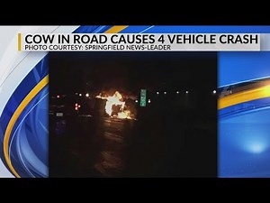 Cow on Interstate Causes 4 Vehicle Crash