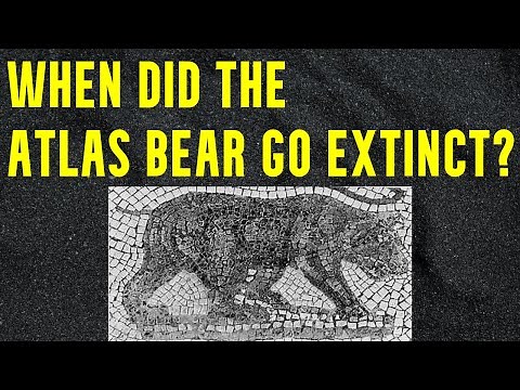 The Mysterious Extinction of the Atlas Bear