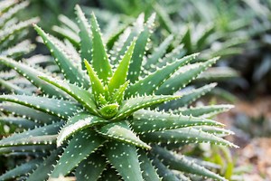 Worried about your sick aloe vera plant? Here’s how to save it