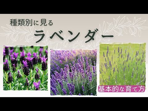 [Lavender] By type ◆Characteristics, how to grow and propagate◆ ✽ How to grow lavender ✽