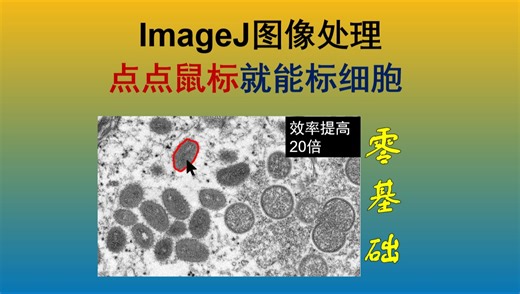 『零基础』ImageJ图像处理 - AI图像标记神器SAMJ