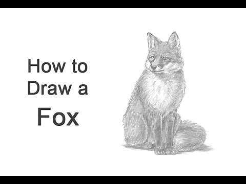 How to Draw a Fox (Sitting)