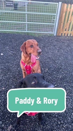 We have loved looking after these 2 🥰#petsitter #labrador #dogwalking