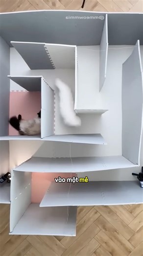 Hai chú mèo thử thách vượt mê cung 🫣 #shortsviral ￼