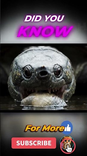 “Snapping Turtle: The Creature with Bone-Crushing Jaws!”