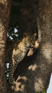 360K views · 3.1K reactions | Dangerous predators can also be ADORABLE 凉 #PlanetEarth3 | BBC Earth | Facebook