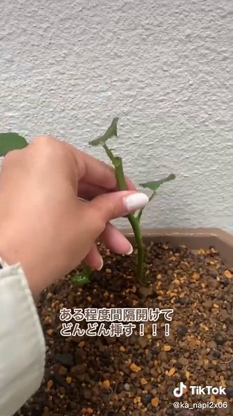 前編からみてね🌹 #花のある暮らし #バラの挿木 #やってみて #fypシ #fyp #最後まで見てね #おすすめにのりたい