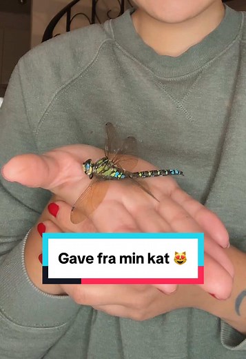 Gave fra min kat: En hjertevarm oplevelse