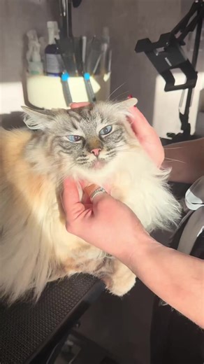 Morty and Gil returned for their 2nd time with us at The Kitty Cat Club, This time for a comb out and de-shed including paw trimming and nail clip. We needed to remove some matting from Gil’s chest- as you can see they are very good boys 🐾 #smallbusiness #fyp #catgroomer #catgrooming #catsoftiktok #entrepreneur | The Kitty Cat Club Uk