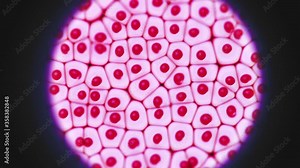 Animal or human eukaryotic cell structure movement. Microscope view with black frame or vignette. Cells with membrane. Medicine and Biology footage. Disease treatment. Scientific Cellular 4K Animation