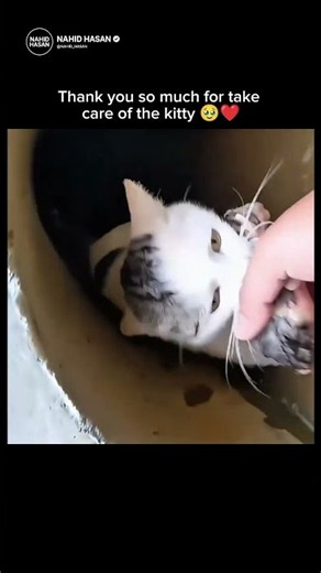 Thank you so much for take care of the kitty 🥹❤️