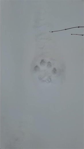 Mountain lion tracks in the snow!