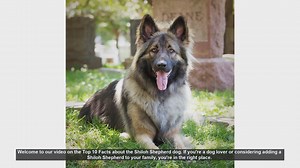 Top 10 Fascinating Facts About Shiloh Shepherd Dogs