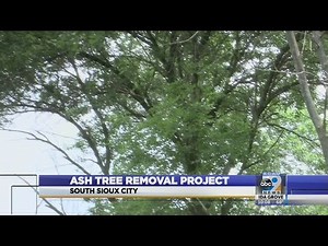 Ash tree removal project