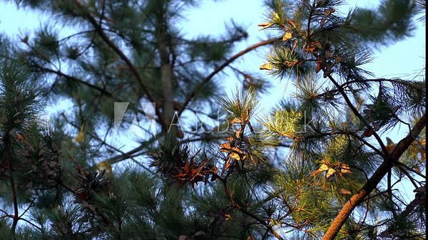 Endangered Western Monarch Butterflies roosting, clustering, and fluttering their bright orange wings as the sunlight spotlights them above the pine trees of Pacific Grove, Monterey, California.