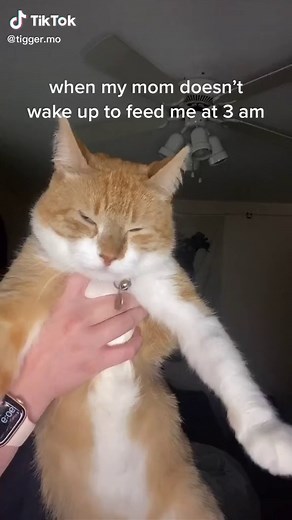 this is why we bought him an automatic feeder 🥴 #foryou #fyp #catsoftiktok