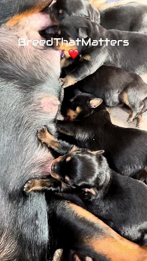 #BreedThatMatters #Rottweiler #NewBornPuppies #GoGetaFarms We are 7 days old