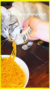 Funny Cats Episode - 119 . . . #funnycat #funnycats #funnycatvideos #cat #cats #catsofinstagram #catlover #catsfacebook #catstagram #catsoftiktok #animals #funnyanimals #pets #funnypets #funny #funnyreels #shorts #reels #explore #foryoupage #fypシ #fypシ゚viralシ #trendingreels #usa #newyork | Cats And Laughs