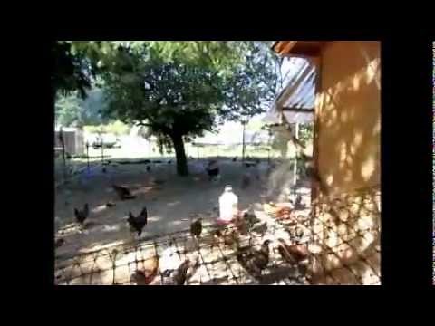 How to set up a 4' x 8' chicken coop to raise 50+ chickens.