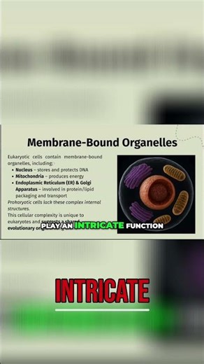 Eukaryotic Cells: Understanding Membrane-Bound Organelles