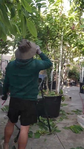 Hard Pruning My Dream Atemoya in a 95 Gallon Container ✂️🌳