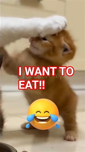 When You're Hungry But Mom Has The High Paw!🤣