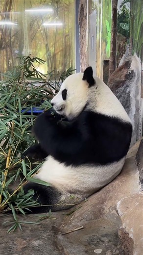 GIANT PANDA MUKBANG ASMR *CUTE PANDA EATING BAMBOO* Funny Animal Show | Eating Fresh Bamboo Shoots!