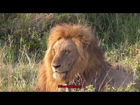 Golden Sunrise & Mating Lions | Early Morning in the Wild