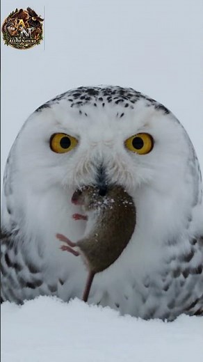 🦉 The Silent Hunter of the Arctic | Snowy Owl