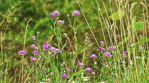 Centaurea cyanus, commonly known as cornflower or bachelor's button, is an annual flowering plant in the family Asteraceae, native to Europe. In the past it often grew as a weed in cornfields.