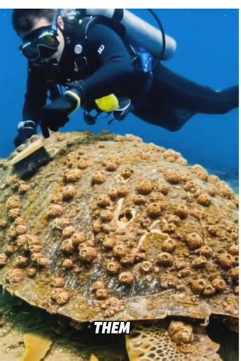 Do Barnacles Hurt Turtles? Discover the Impact!