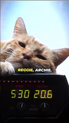 They Used Four Cats for One Character Because of This #marvel #catsoftiktok