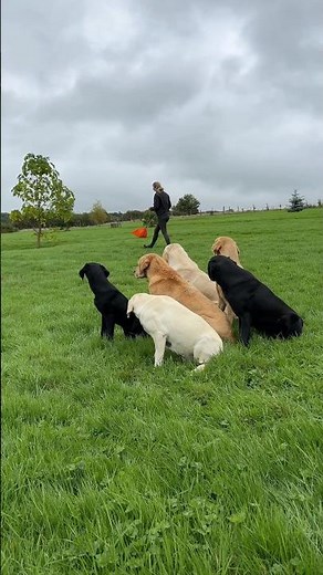 Funny Labrador Dogs React to Chocolate vs Poop Confusion | Gundog Pack Comedy