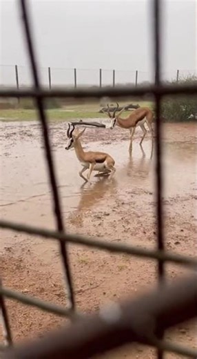 Serval's Rainy Hunt: Predator vs Prey in Action! #serval #springbok #wildlife #nature