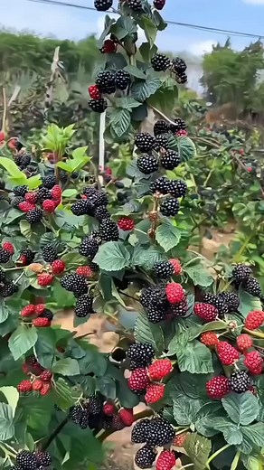 14K reactions · 945 shares | Blackberry orchards farm's walkthrough video | Zortrax Agriculture Corporation | Facebook
