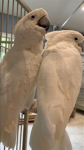Rascal and Perry Nathan the Umbrella Cockatoos #rescueanimals #umbrellacockatoo