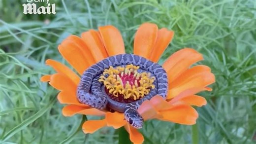 Tiny snake curls up in the center of the flower