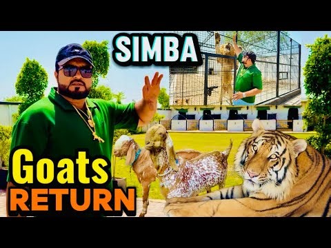 Neighbours kay bakray wapis karnay pr gaye😰simba ko kya ho gaya dubara say😱(mian saqib)